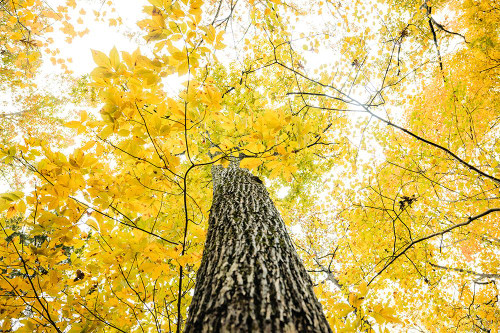 Yellow 2B Poster Print - Will Malone