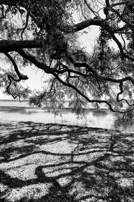 Shady Spot Poster Print - Will Malone