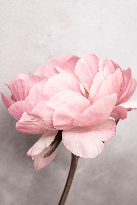 Peony Poster Print - Kathrin Pienaar