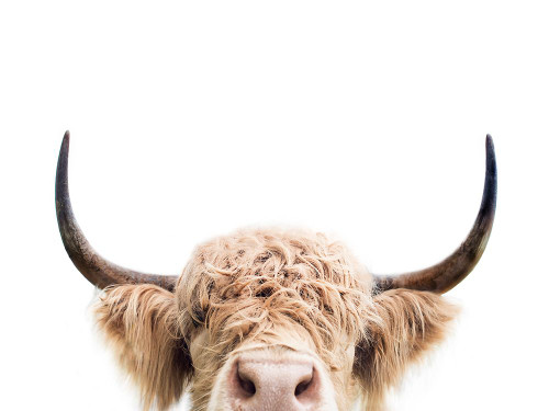 Peeking Cow Poster Print - Kathrin Pienaar