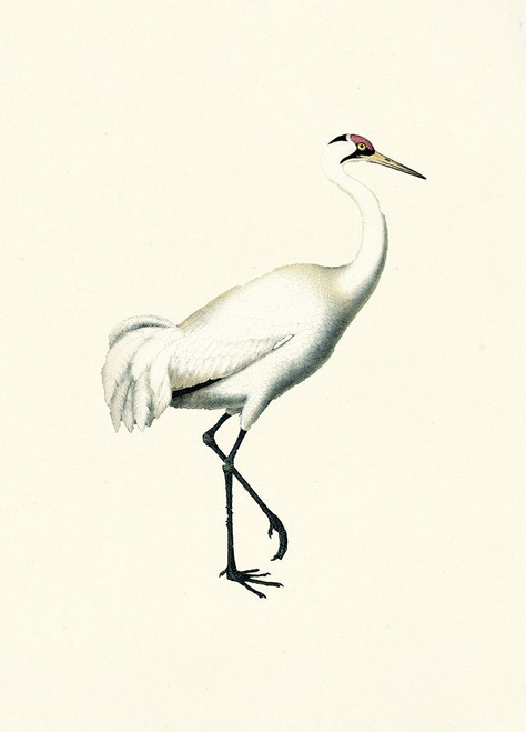 Bird III on Cream Poster Print - Piddix