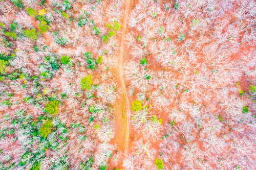 Dirt Road Poster Print - Will Malone