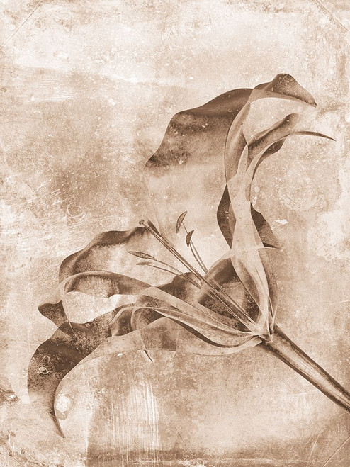 Sepia Flower Inversions 3 Poster Print - Studio SEA