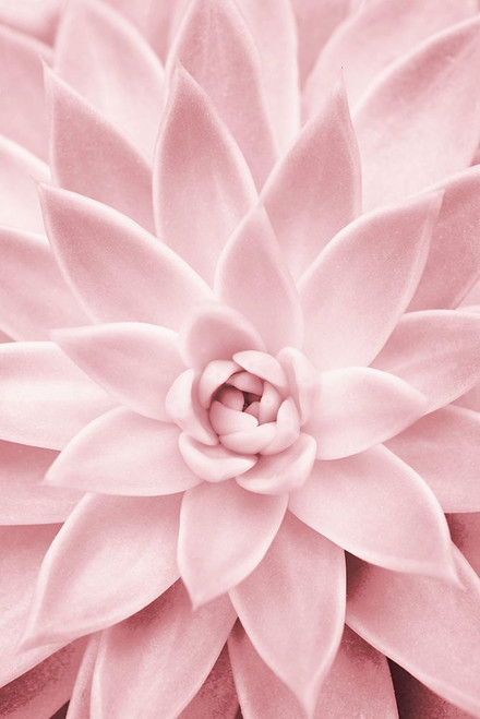 Pink Succulent Poster Print - Kathrin Pienaar