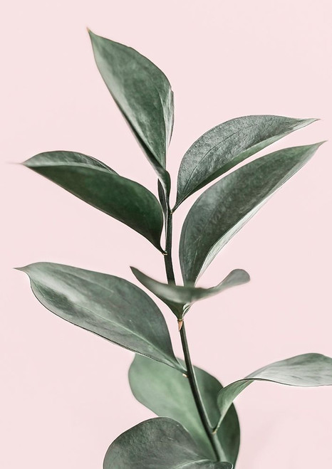 Foliage on Pink Poster Print - Kathrin Pienaar