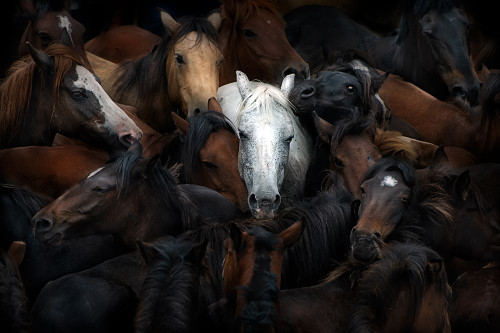 The White Horse Poster Print - Buye Santiago Pascual
