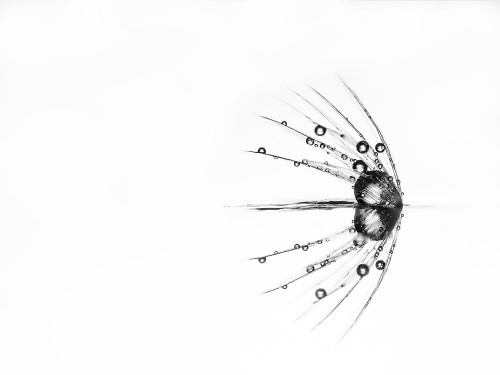 Reflection Poster Print - Vos Daan de