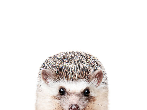 Peeking Hedgehog Poster Print - Kathrin Pienaar