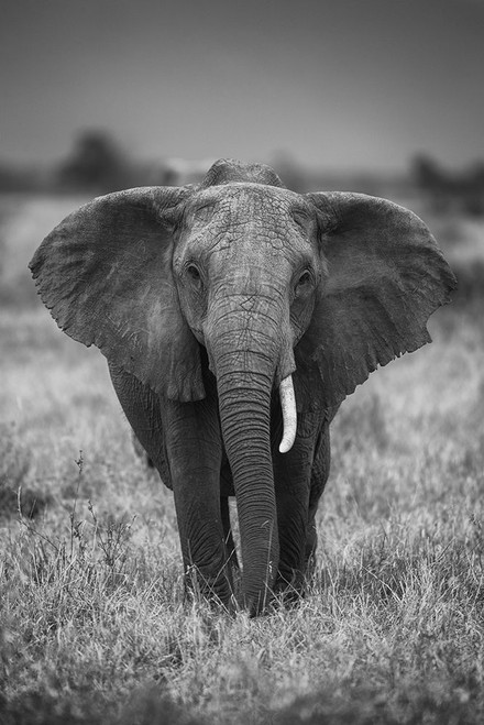 Singularity Poster Print - Jaco Marx