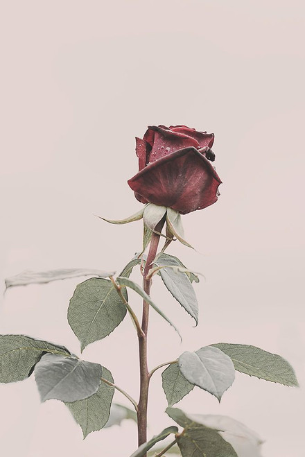 Rose Poster Print - Kathrin Pienaar
