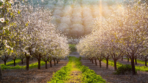 Golden Almonds Poster Print - Azriel Yakubovitch