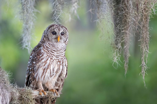 Barred Owl Poster Print - Max Wang