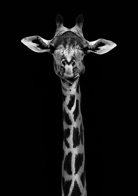 Giraffe Portrait Poster Print - WildPhotoArt
