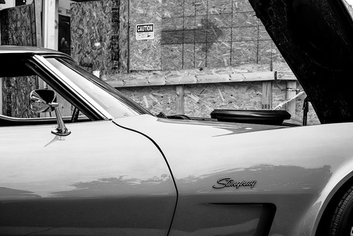 Stingray BW Poster Print - Will Malone
