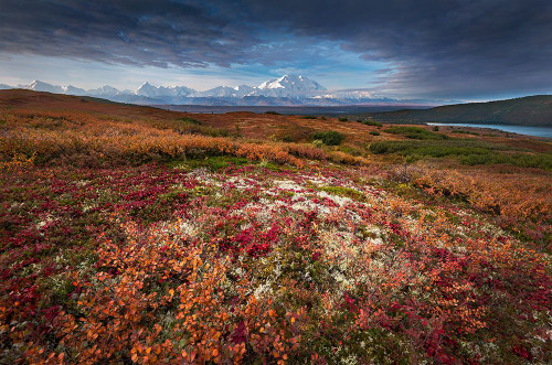 Denali in Fall color at sunrise, captuerd near Wonder Lake Camping Ground Poster Print - Liu Hao Howard