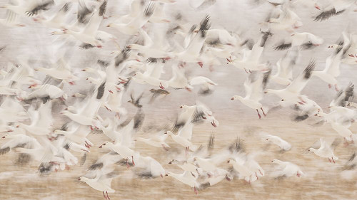 Birds Poster Print - Qingsong Wang