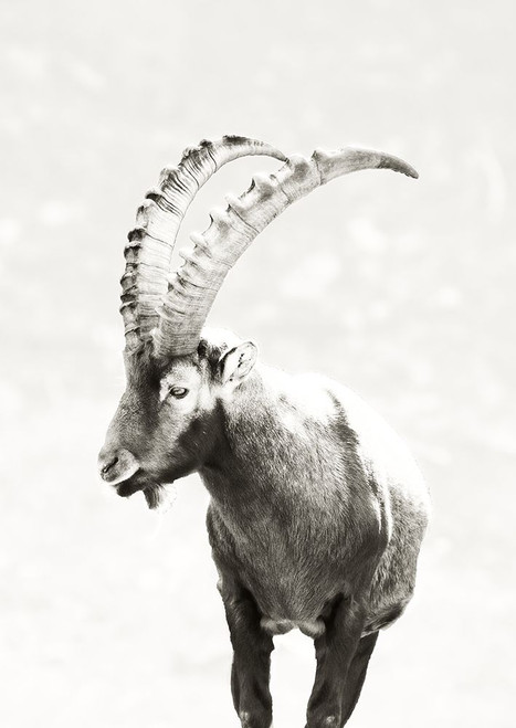 Mountain Goat Poster Print - Graphics Studio SD