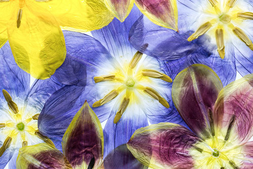 Tulips Poster Print - Mandy Disher