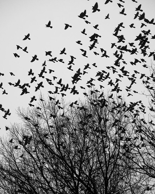 The Birds 3 Poster Print - Will Malone