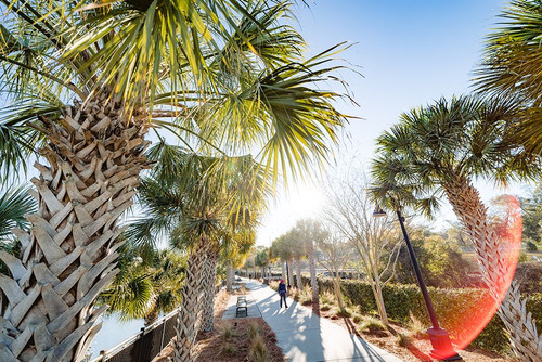 Palm Walk Sun Poster Print - Will Malone