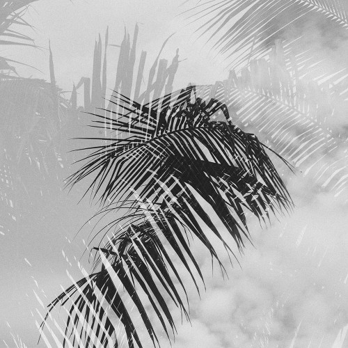 Palm 2 Poster Print - Will Malone