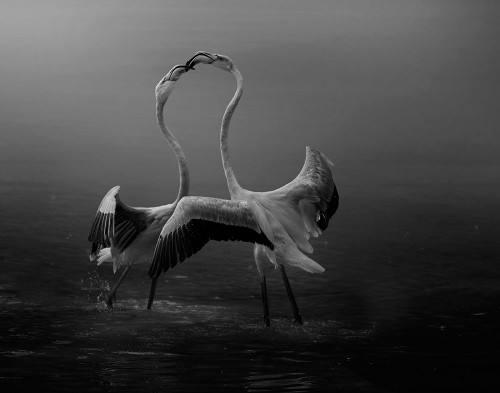 Attraction Poster Print - Krystina Wisniowska