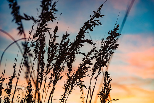Shadow Grass Poster Print - Will Malone