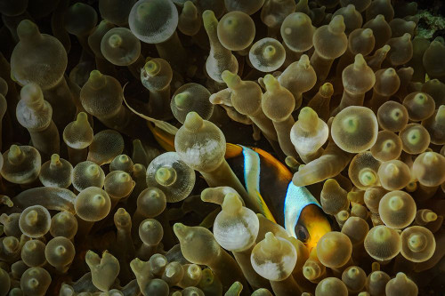 Live there Poster Print - Serge Melesan