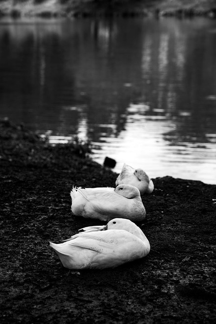 Rainy Day Nap Poster Print - Will Malone