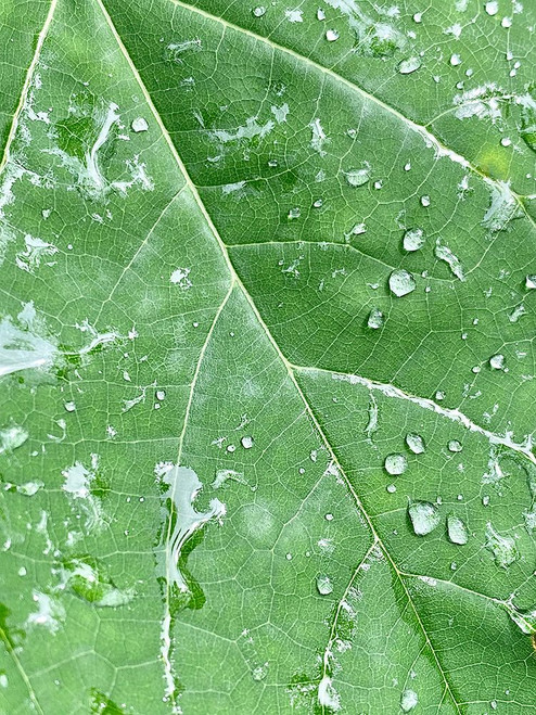 RainVein Poster Print - Will Malone