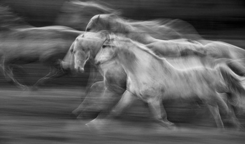 in motion Poster Print - Milan Malovrh