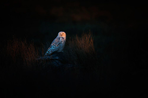 The Watcher Poster Print - Phillip Chang