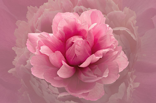 Pink Lady Poster Print - Richard Urbanski