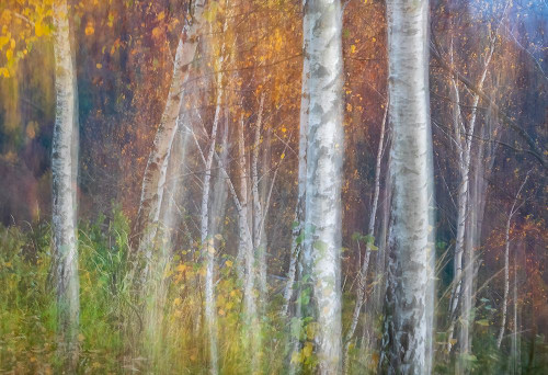 Autumn leaves Poster Print - Ales Komovec