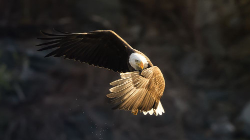 whats going on Poster Print - Tao Huang