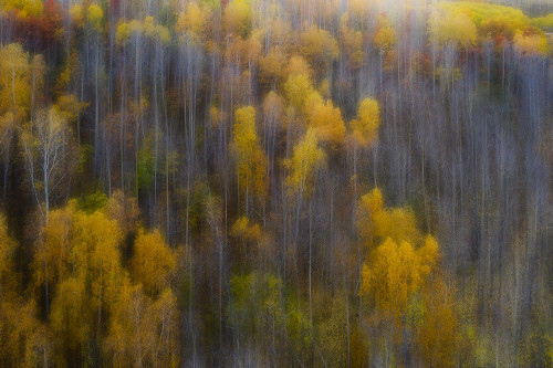 The color of autumn Poster Print - Bingo Z