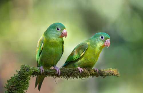 Pair o Parakeets Poster Print - Greg Barsh