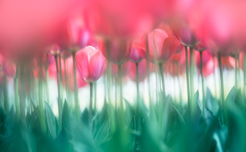 Lined tulips Poster Print - Takashi Suzuki