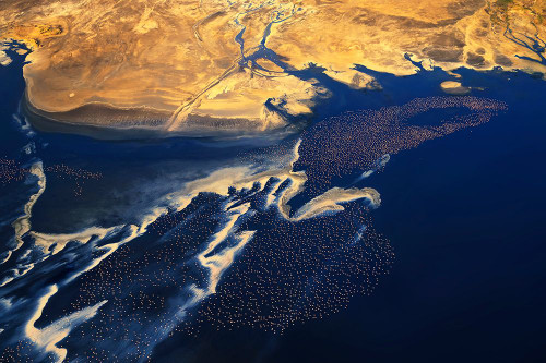 Thousands of birds Poster Print - Phillip Chang