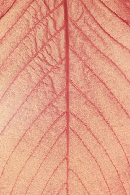 Circulation Poster Print - Stuart Haury