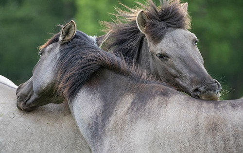 Caring Horses Poster Print - Carol Walker