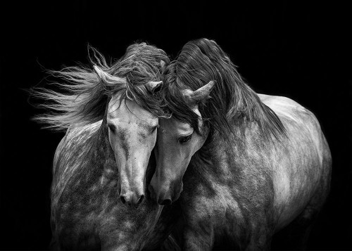 Horses in Love Poster Print - Carol Walker