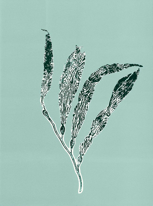 Sea Kelp 5 Poster Print - Studio MMB