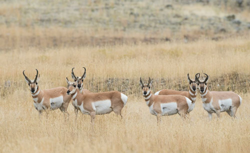 Pronghorns Poster Print - Ken Archer # VARPDXNA02KAR2432