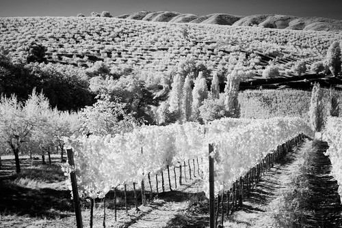 Italy Tuscany-Infrared image of vineyards in southern Tuscany Poster Print - Terry Eggers # VARPDXEU16TEG1726