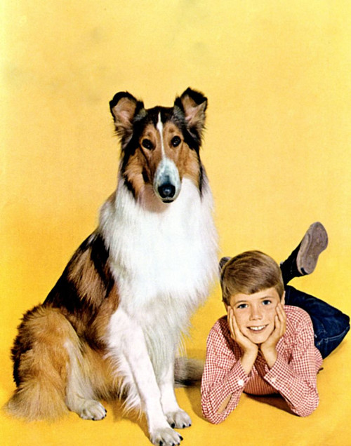 Lassie, Lassie, Jon Provost, 1954-1974 Poster Print