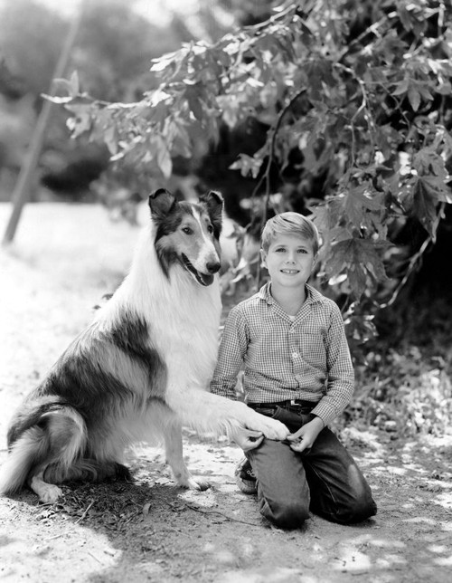 Lassie, Lassie, Jon Provost, 1954-1974, 1961 Episode Poster Print