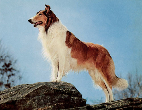 Lassie, Ca. 1950S Poster Print