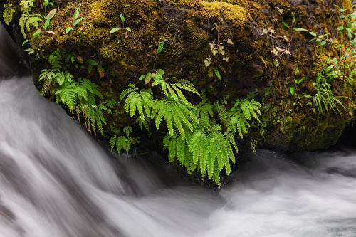 Stream and maidenhair ferns-Columbia River Gorge-Oregon Poster Print - Adam Jones # VARPDXUS38AJE0339