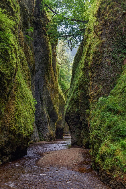 View from bottom of Oneonta Gorge-Columbia River Gorge National Scenic Area-Oregon Poster Print - Adam Jones # VARPDXUS38AJE0311